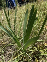 Agapanthus campanulatus