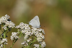 Satyrium sylvinus