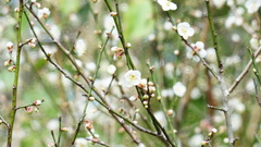 Prunus mume