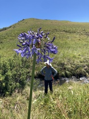 Agapanthus campanulatus