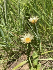 Helichrysum herbaceum