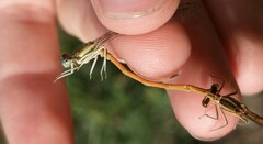 Platycnemis acutipennis