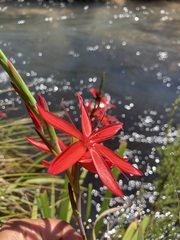 Hesperantha coccinea
