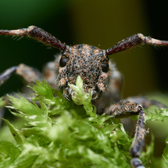 Mesosa nebulosa
