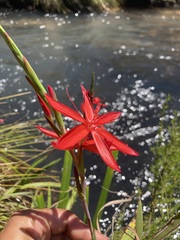 Hesperantha coccinea