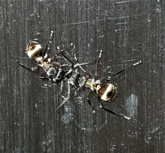 Polyrhachis rufifemur