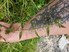 Magnoliopsida