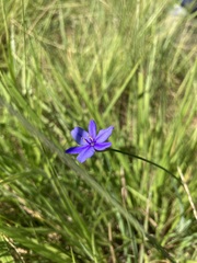 Aristea abyssinica