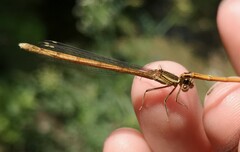 Platycnemis acutipennis