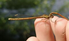 Platycnemis acutipennis