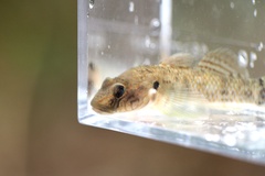 Rhinogobius nagoyae