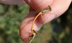 Platycnemis acutipennis
