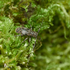Mesosa nebulosa