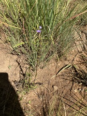 Aristea abyssinica
