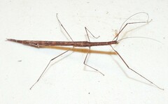Sipyloidea larryi