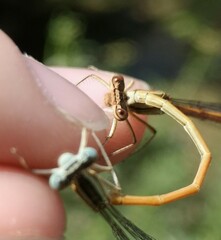 Platycnemis acutipennis