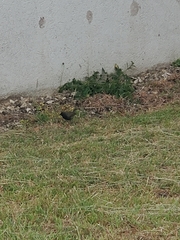 Melanospiza bicolor