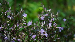 Strobilanthes cusia