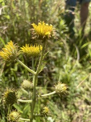 Berkheya rhapontica