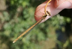 Platycnemis acutipennis