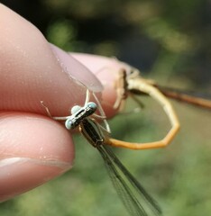 Platycnemis acutipennis