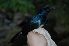 Dicrurus balicassius mirabilis