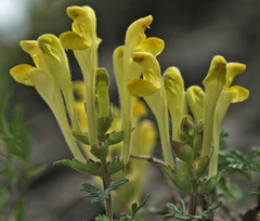 Scutellaria orientalis