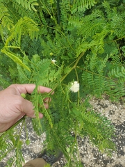 Leucaena leucocephala
