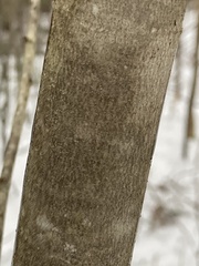 Cornus alternifolia