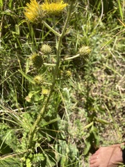Berkheya rhapontica