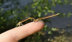 Platycnemis acutipennis