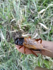 Gryllus bimaculatus