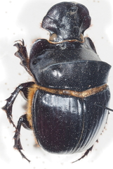 Catharsius platycerus