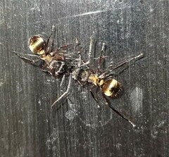 Polyrhachis rufifemur