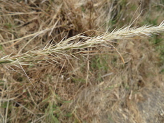 Austrostipa puberula