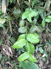 Euonymus spraguei