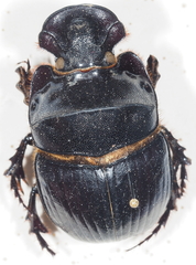 Catharsius platycerus