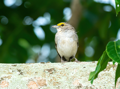 Ammodramus aurifrons