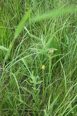 Scorzonera parviflora