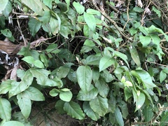 Euonymus spraguei