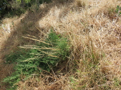 Austrostipa puberula
