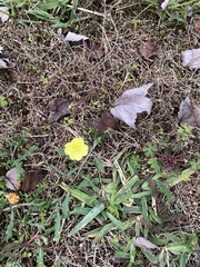 Oenothera laciniata