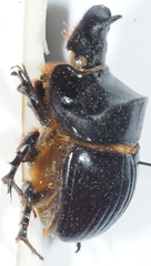 Catharsius platycerus