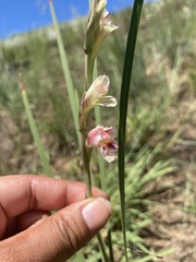 Gladiolus crassifolius