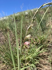 Gladiolus crassifolius