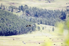 Balearica regulorum regulorum