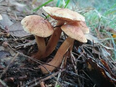 Tricholoma