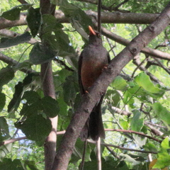 Turdus abyssinicus