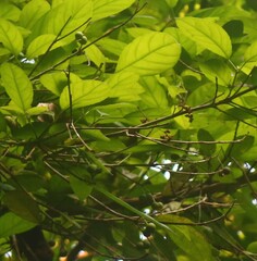 Cleidion spiciflorum