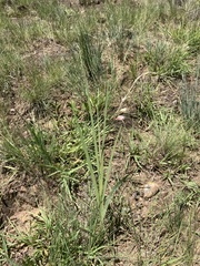 Gladiolus crassifolius